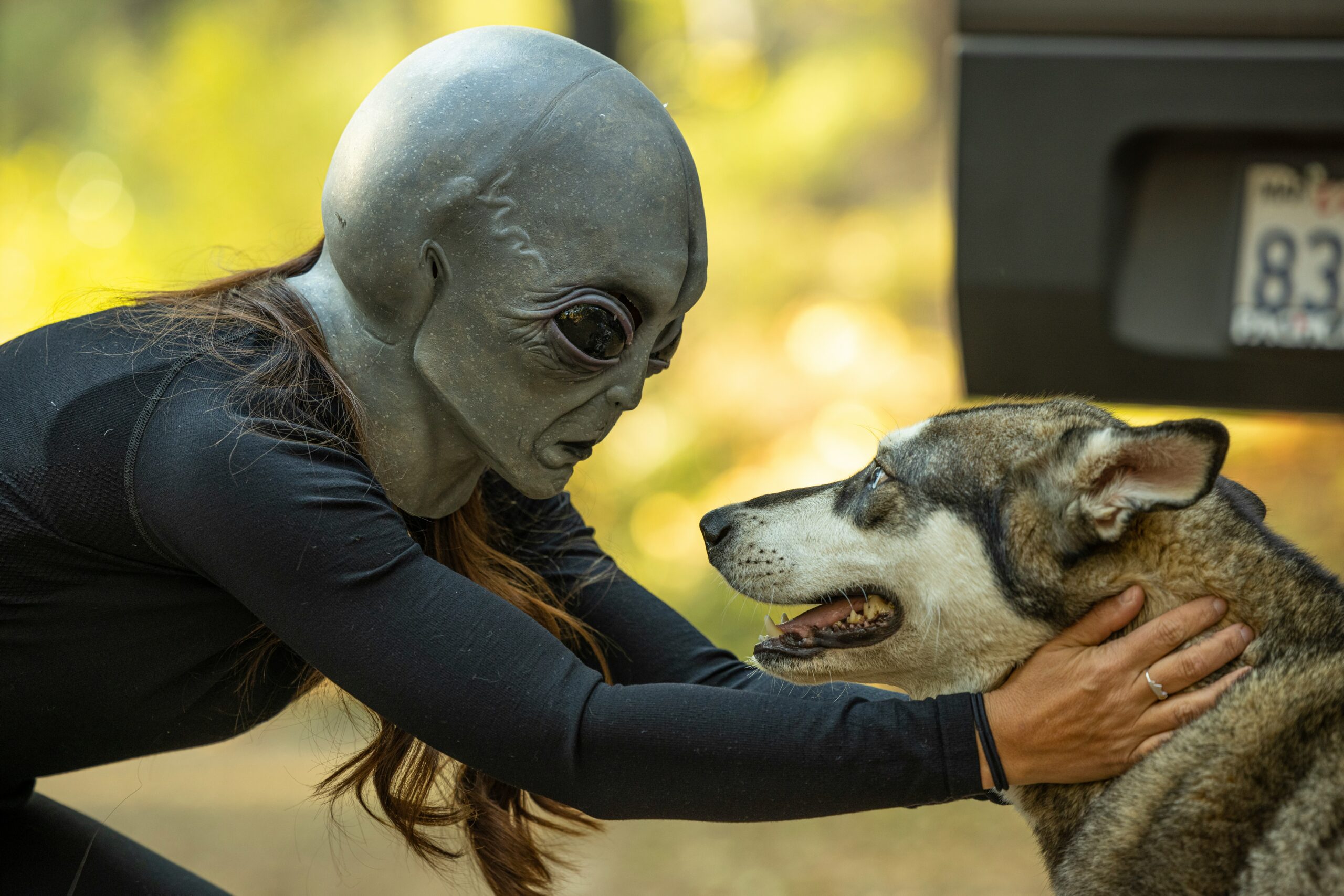 A person in an alien mask is kneeling to put a husky.